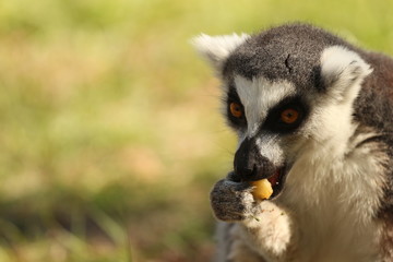 Baby Ring Tailed Lemur Eating Fruit 