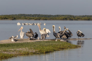 seabird diversity during migration season in Mexico. White and Brown pelicans, seagulls, cormoran and skimmer share a strip of sand while they rest under the sun. 