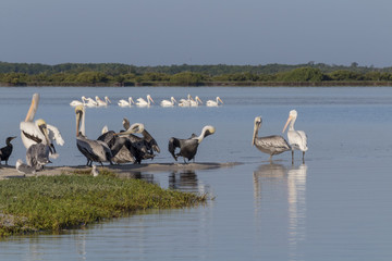 seabird diversity during migration season in Mexico. White and Brown pelicans, seagulls, cormoran and skimmer share a strip of sand while they rest under the sun. 