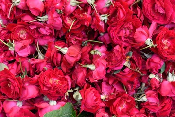 Freshly harvested collection of pink roses in a flower market in Jaipur, Rajasthan, India.
