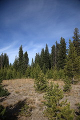 Yellowstone National Park - Hilly terrain and forest in Wyoming