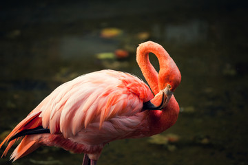 Pink flamingo in a lake