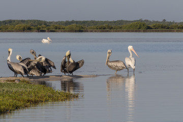 seabird diversity during migration season in Mexico. White and Brown pelicans, seagulls, cormoran and skimmer share a strip of sand while they rest under the sun. 