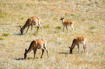 Four spotted deers on the grassland