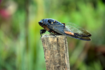 The cicada is a kind of insect that produces a loud noise every morning in the forest, this insect sips the juice of the tree as its food