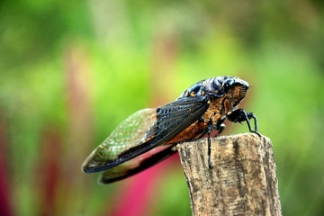 The cicada is a kind of insect that produces a loud noise every morning in the forest, this insect sips the juice of the tree as its food