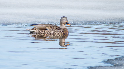 A duck is enjoying the time of early spring in a half-opened water	
