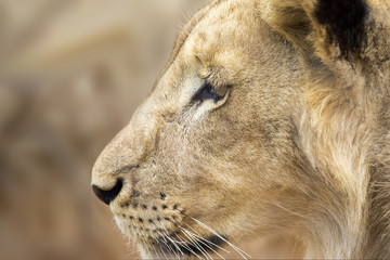Lions of the grasslands of Africa.