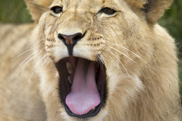 Lions of the grasslands of Africa.