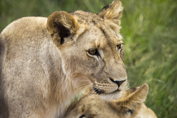 Obraz na płótnie Canvas Lions of the grasslands of Africa.