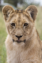 Lions of the grasslands of Africa.