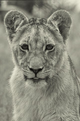 Lions of the grasslands of Africa.