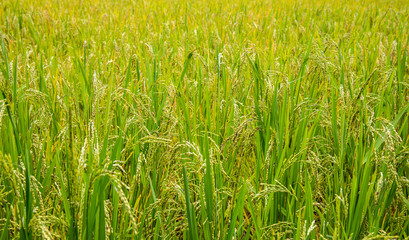  rice field on day time for background .