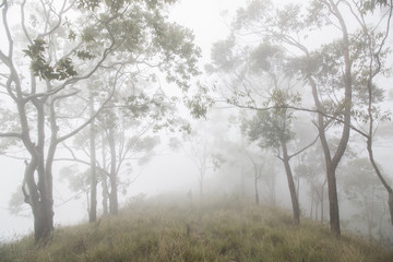 Obraz na płótnie Canvas treking on a mountain through forest clif in a Misty morning
