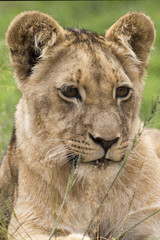 Lions of the grasslands of Africa.