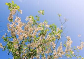Wild Himalayan Cherry blossom with blue sky and cloud background. Thai Sakura blooming during winter in Thailand