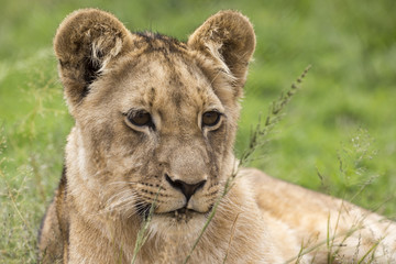 Lions of the grasslands of Africa.