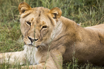 Fototapeta na wymiar Lions of the grasslands of Africa.