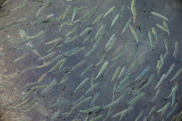 Fototapeta na wymiar flock of little sea fish in translucent sea water