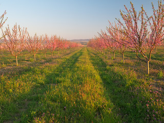 Orchard blooming spring garden