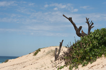 Fototapeta na wymiar Dead vegetation on sand dune on the coast on a sunny summer day