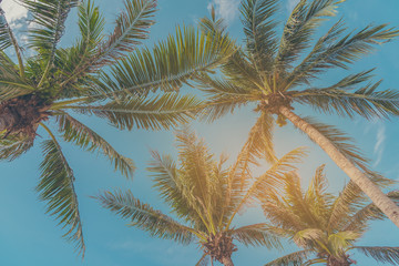 coconut tree and clear blue sky in background .