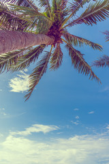 coconut tree and clear blue sky in background .