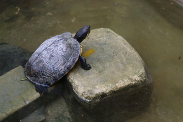 Obraz premium Turtle on the rock