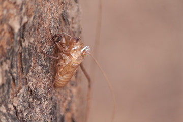 empty cicada orni shell hanging from a tree big tree