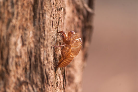 empty cicada orni shell hanging from a tree big tree