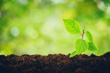 young plant growing during sunny day with bokeh lights. new start and ecology concept.