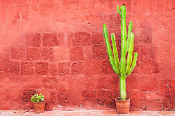 Green cactus against the red wall © smallredgirl