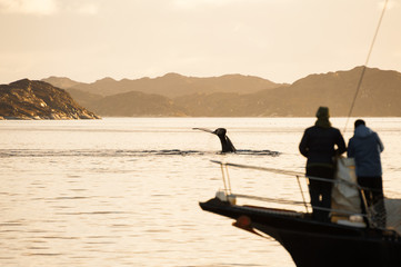 Fototapeta na wymiar People watching whales from a yacht in Greenland