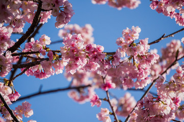 cherry blossom in sunny day