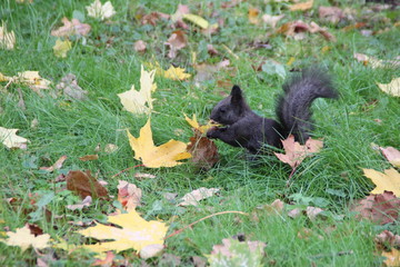black squirrel in the forest