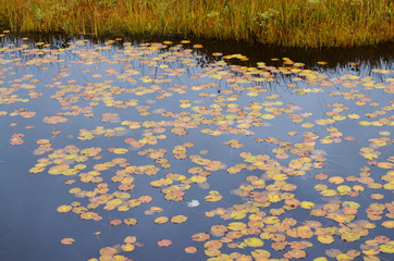 秋の尾瀬ヶ原の池塘
