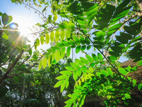The morning sun shines on the green foliage. Green leaf for background