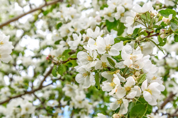 white flowers apple tree background