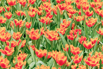 Colorful flowers tulips in the garden