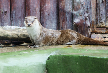 Obraz premium Выдра