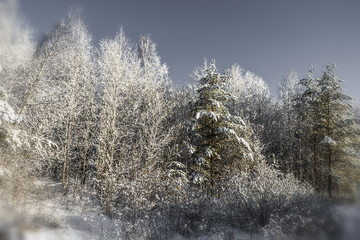 Snow-covered trees in the forest on a quiet winter day.