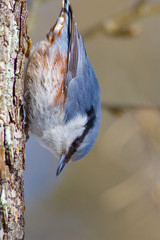 Naklejka premium Nuthatch hides seed in the old tree bark.