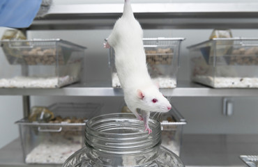 A scientist researcher is holing a rat tail in the laboratory room
