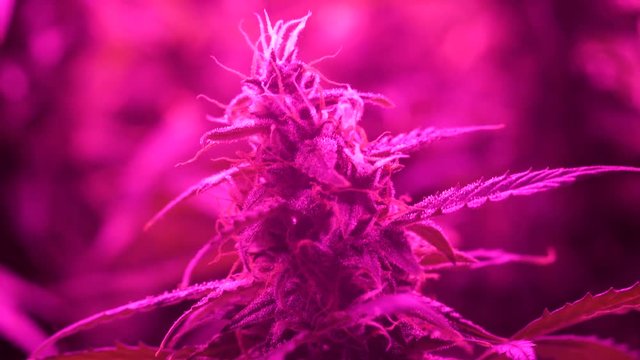 Close up of madical marijuana detail. Flower bud nature plant cannabis. Led grow cannabis marijuana. Growing indoor weed bud.