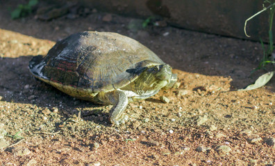 little green turtle walking on the ground with the sun on its forehead