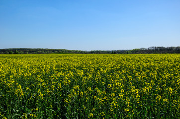 Field of the canola on spring