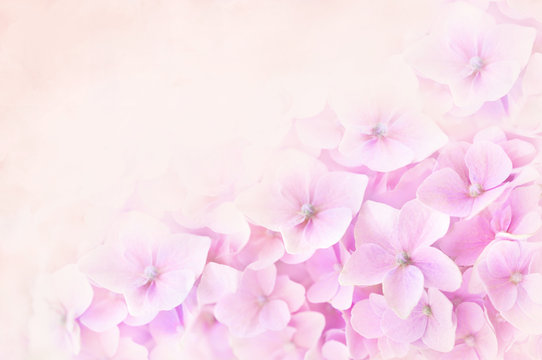 Summer blossoming hydrangea, flower bokeh background, pastel and soft floral card, selective focus