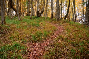 Forest path between trees. Autumn season.
