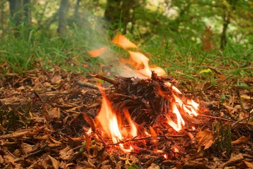 Campfire in the forest. Autumn season. Flame and light smoke. Green grass and autumn leaves.