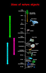 sizes and dimension of nature objects black. educational vector infographic comparing the sizes of nature objects: The largest sequoia tree the Blue Whale Human Mouse Plant Mitochondria Bacterium.